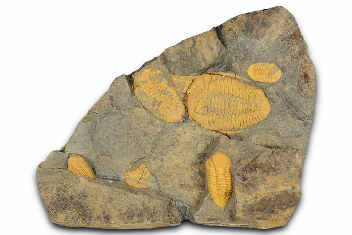 Cluster of Six Orange Trilobites (Ormathops sp & Prionocheilus?) #353405